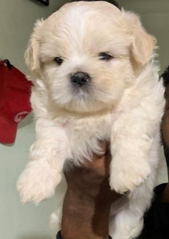 Order Female Lhasa Apso Puppy from Jaipur